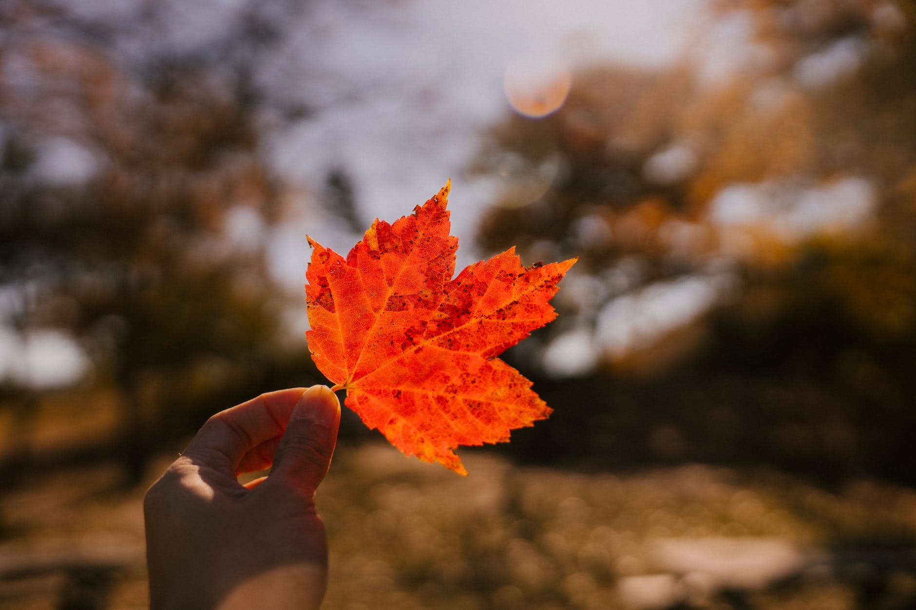 crop person showing autumn leaf