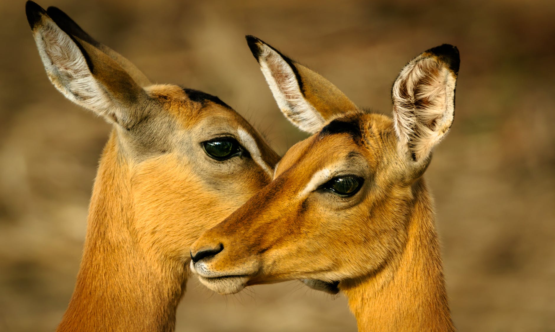 photo of two brown deers