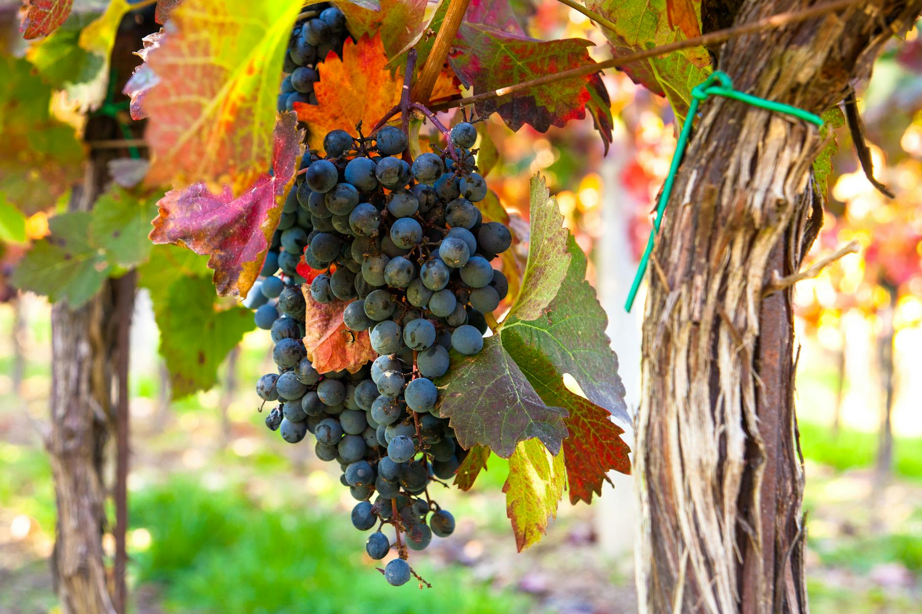 vibrant grapes on vine in south moravian vineyard