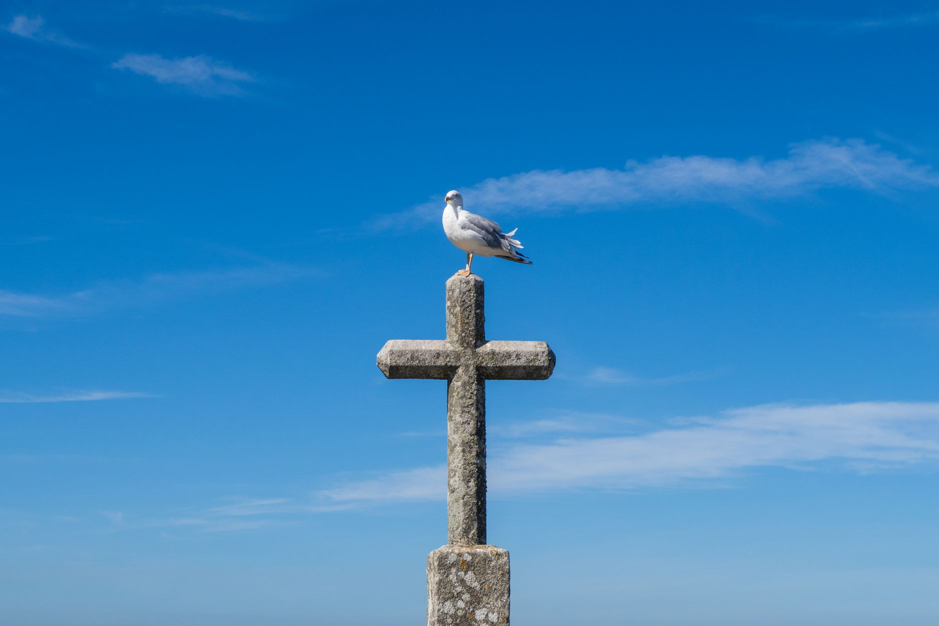 seagull perched on stone cross against blue sky